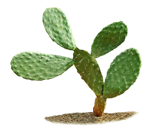 Primer plano de Cactus aislado sobre fondo blanco —  Fotos de Stock