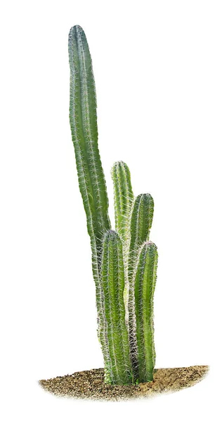 Gros plan de Cactus isolé sur fond blanc — Photo