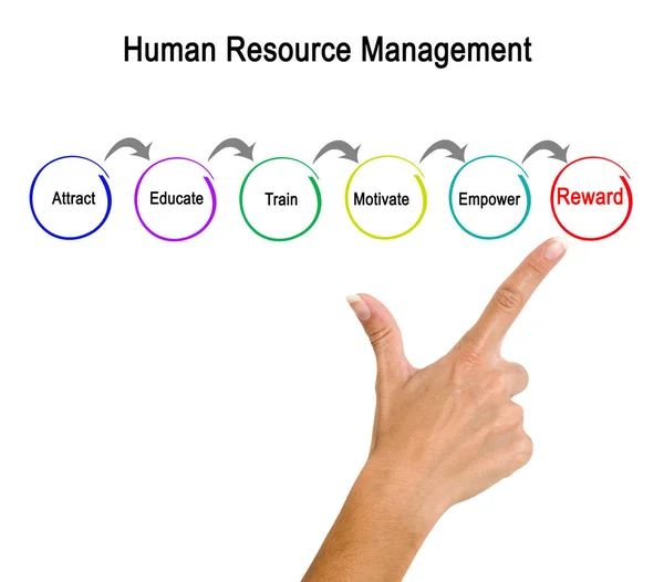 Diagram över Human Resource Management — Stockfoto