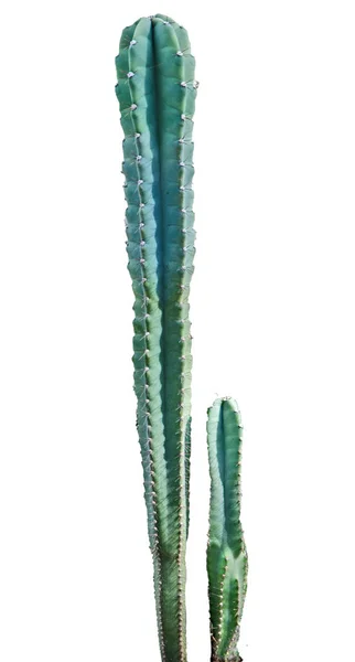 Close up van cactus geïsoleerd op witte achtergrond — Stockfoto