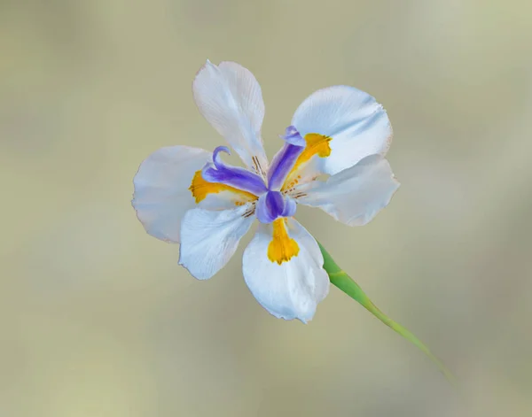 Primo piano del fiore — Foto Stock