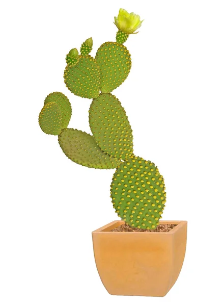 Opuntia cactus geïsoleerd op witte achtergrond — Stockfoto