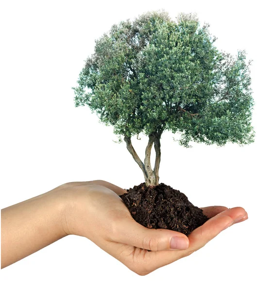 Olive tree in hand as a gift — Stock Photo, Image