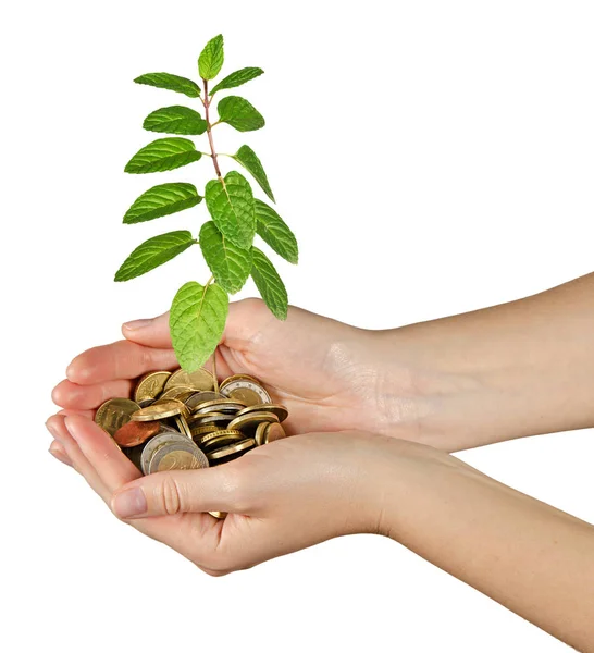 Close up of Mint in hand — Stock Photo, Image