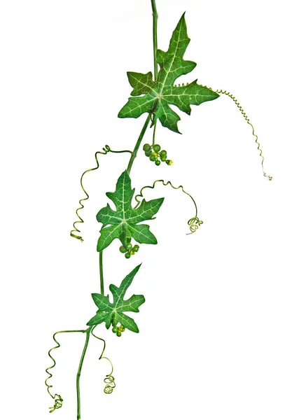 Grape vine isolated on white background — Stock Photo, Image