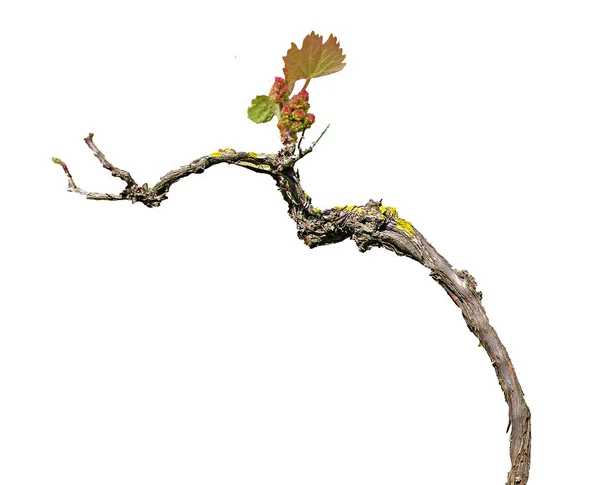Videira de uva isolada sobre fundo branco — Fotografia de Stock