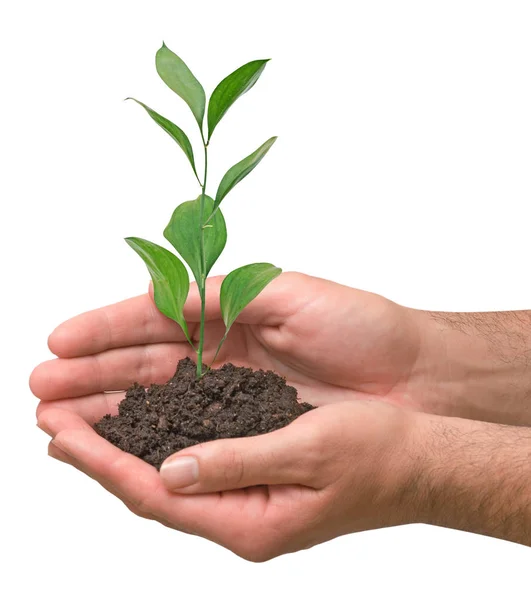Planta i händerna som gåva — Stockfoto