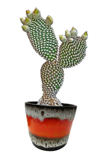 Cactus geïsoleerd op witte achtergrond — Stockfoto