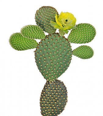 Beyaz arka plan üzerinde izole opuntia kaktüs