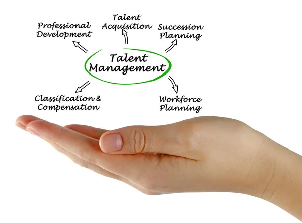 Diagramm des Talent Managements — Stockfoto