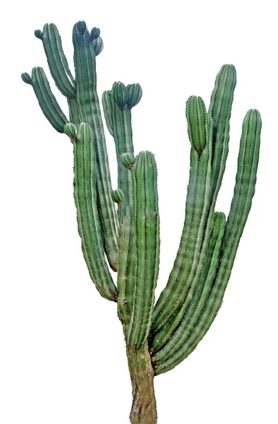 Gros plan de Cactus isolé sur fond blanc — Photo