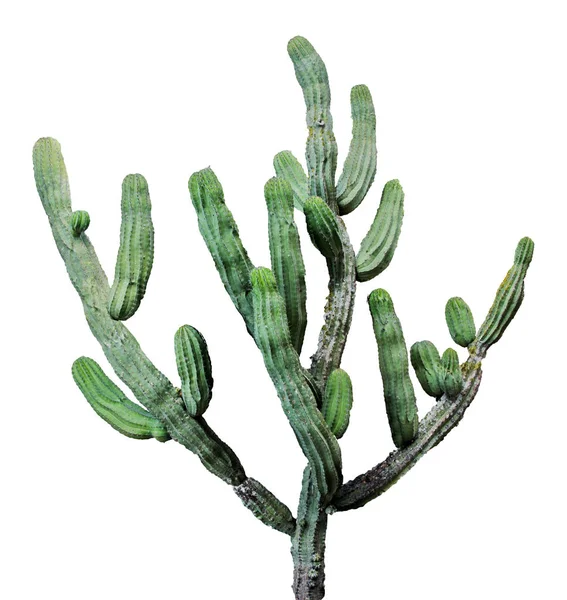 Zavřete z kaktusů izolovaných na bílém pozadí — Stock fotografie
