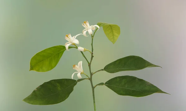 Nahaufnahme von Zitrusblüten — Stockfoto