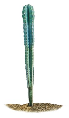 Beyaz arka plan üzerinde izole kaktüs yakın çekim