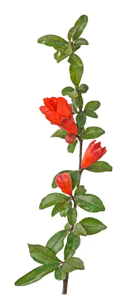 Download Pomegranate branch with flowers — Stock Photo © vaeenma ...