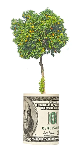 ドル紙幣から成長しているオレンジの木 — ストック写真
