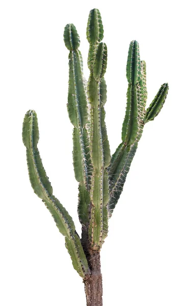 Primer plano de Cactus aislado sobre fondo blanco — Foto de Stock