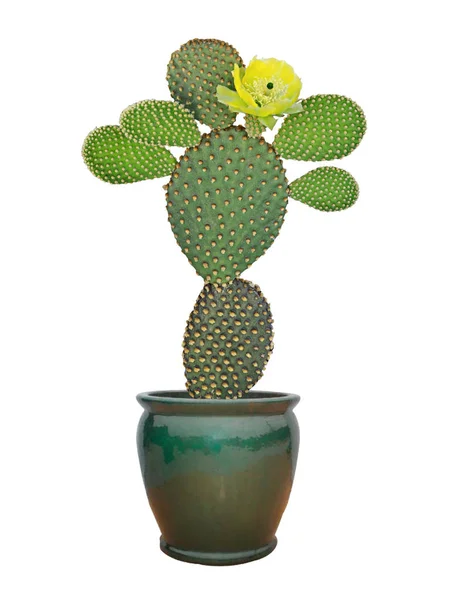 Opuntia cactus isolado sobre fundo branco — Fotografia de Stock