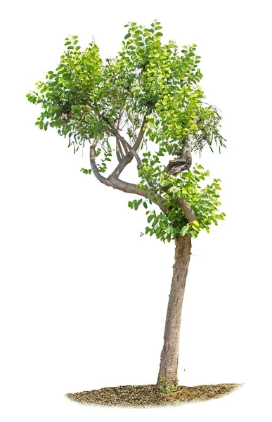 Дерево на белом фоне — стоковое фото