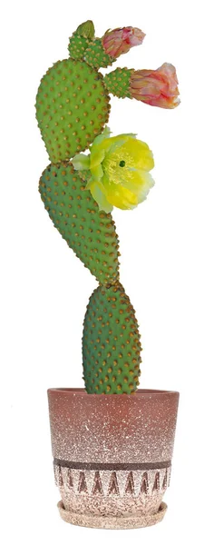 Opuntia cactus isolado sobre fundo branco — Fotografia de Stock