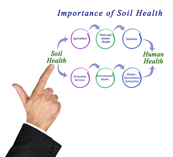 Importancia de la salud del suelo —  Fotos de Stock