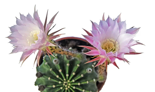Een easter lily cactus met een bloem — Stockfoto