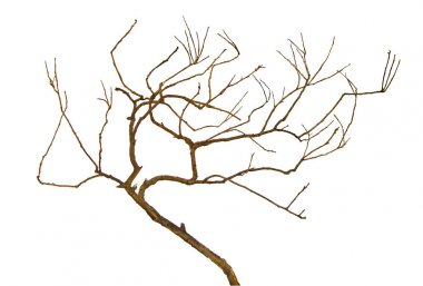 Kuru dalı yakın çekim 