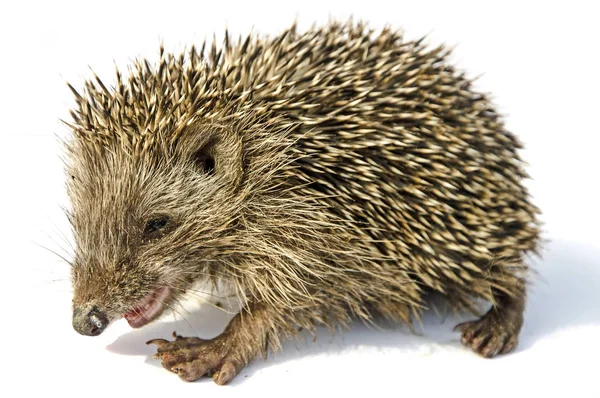 Desert hedgehog (Paraechinus aethiopicus) — Stock Photo, Image