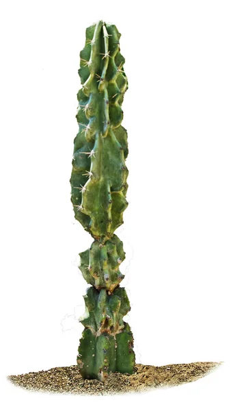 Närbild av kaktus isolerad på vit bakgrund — Stockfoto