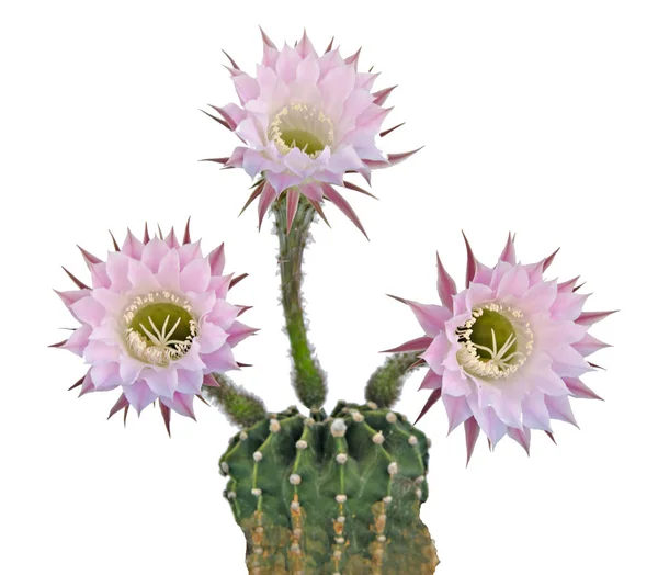 Kaktus wielkanocny lily z kwiatami — Zdjęcie stockowe