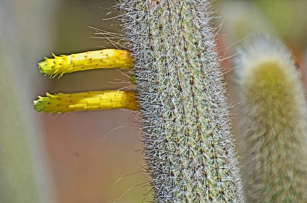 Kaktus se žlutými květy — Stock fotografie