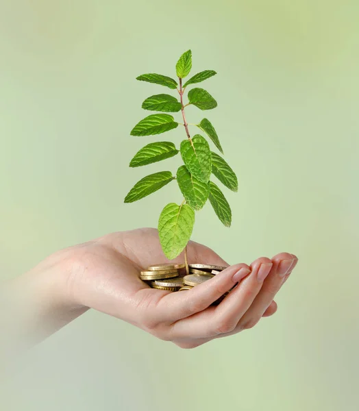 Close up of Mint in hand — Stock Photo, Image