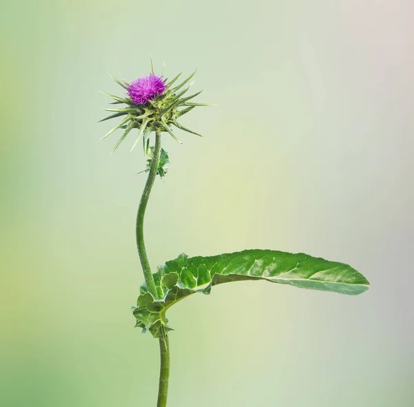 Cardo de lança florido (Cirsium vulgare) — Fotografia de Stock