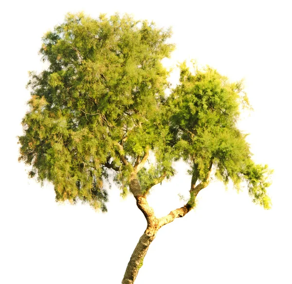 Baum auf weißem Hintergrund — Stockfoto