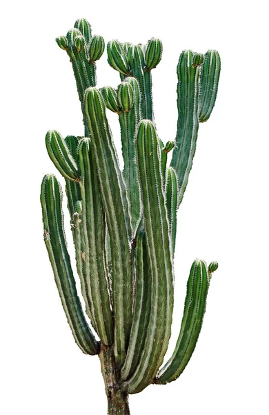 Close up van cactus geïsoleerd op witte achtergrond — Stockfoto