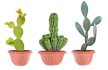 Tencerede üç kaktüsler