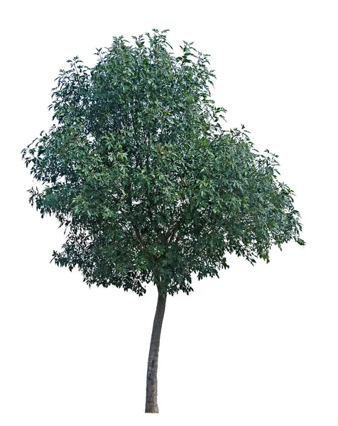 Albero su sfondo bianco — Foto Stock