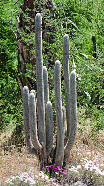 Close up of cactuses in park — Stock Photo, Image