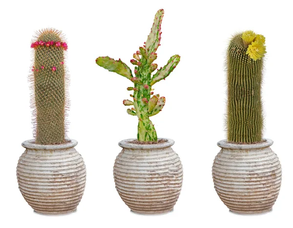 Trzy kaktusy w puli — Zdjęcie stockowe