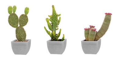 Tencerede üç kaktüsler
