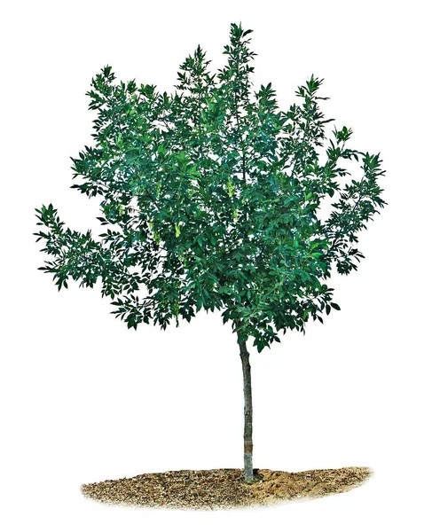 Albero su sfondo bianco — Foto Stock