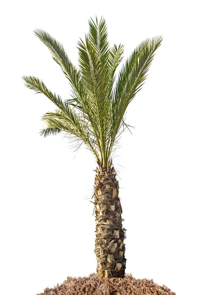 Gros plan du palmier — Photo