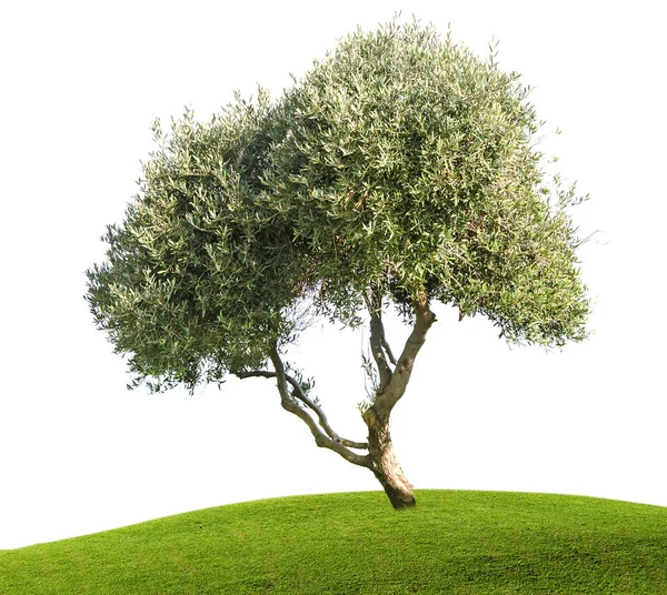 Perto de oliveira — Fotografia de Stock