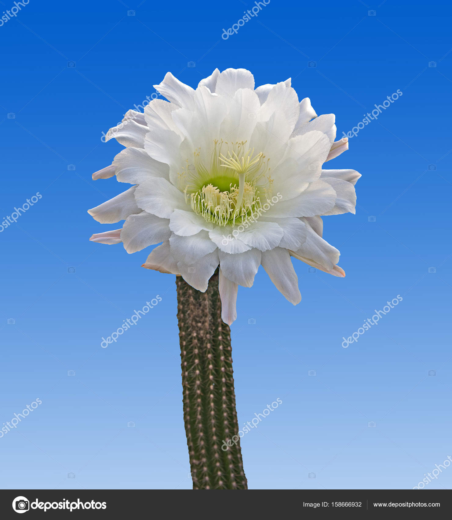 Cacto com flor branca — Foto © vaeenma #158666932, image size:1480x1700