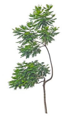 Beyaz arkaplanda izole edilmiş ağaç    