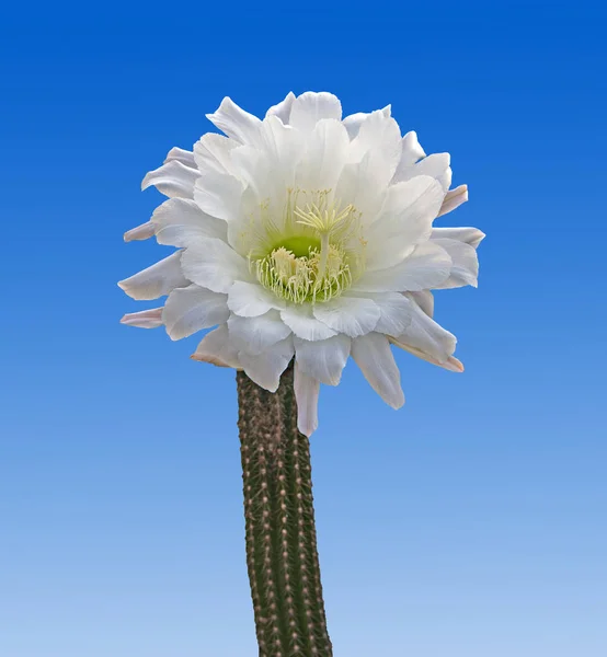 Cactus with white flower — Stock Photo, Image