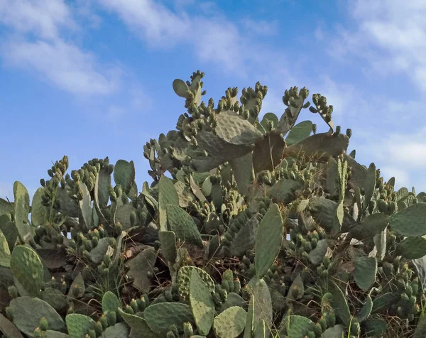 Закрыть глаза на израильский кактус — стоковое фото