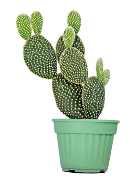 Kaktüs beyaz arkaplanda izole