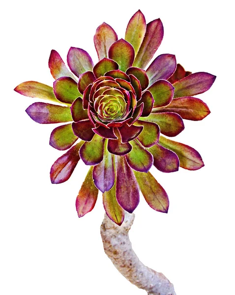 Sukkulente Pflanze isoliert auf weißem Hintergrund — Stockfoto