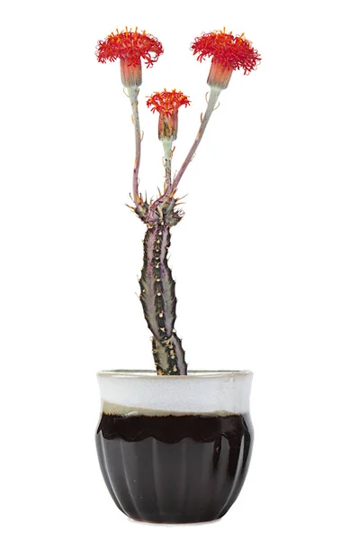 Kaktus z czerwonymi kwiatami na białym tle — Zdjęcie stockowe